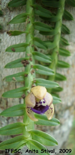 Dichaea pendula