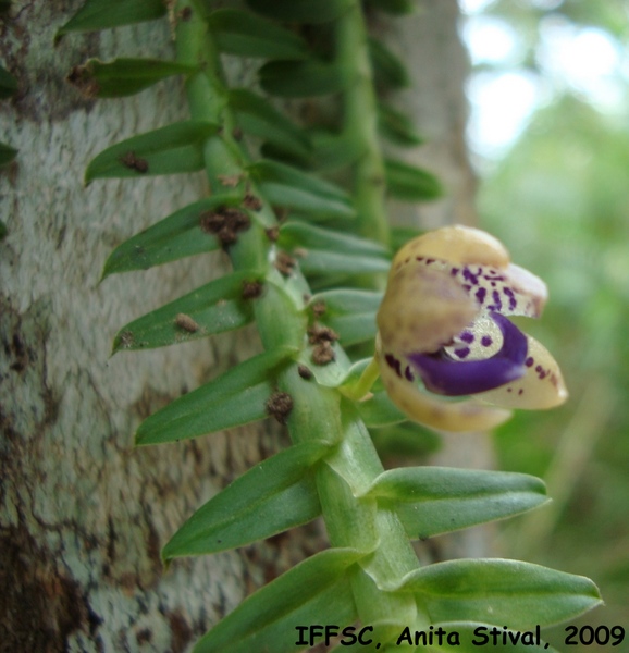 Dichaea pendula