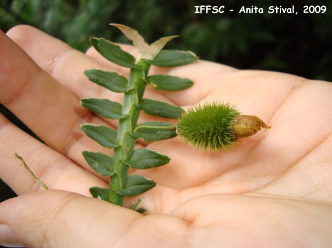 Dichaea pendula