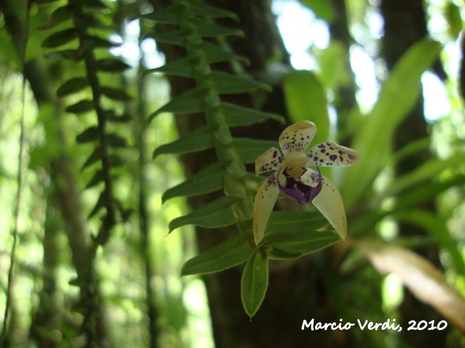 Dichaea pendula