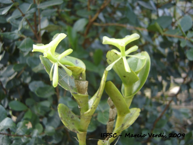 Epidendrum latilabre