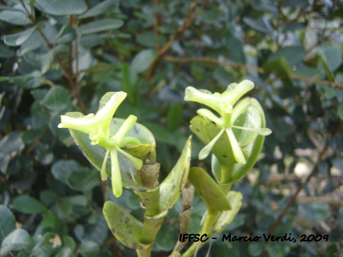 Epidendrum latilabre