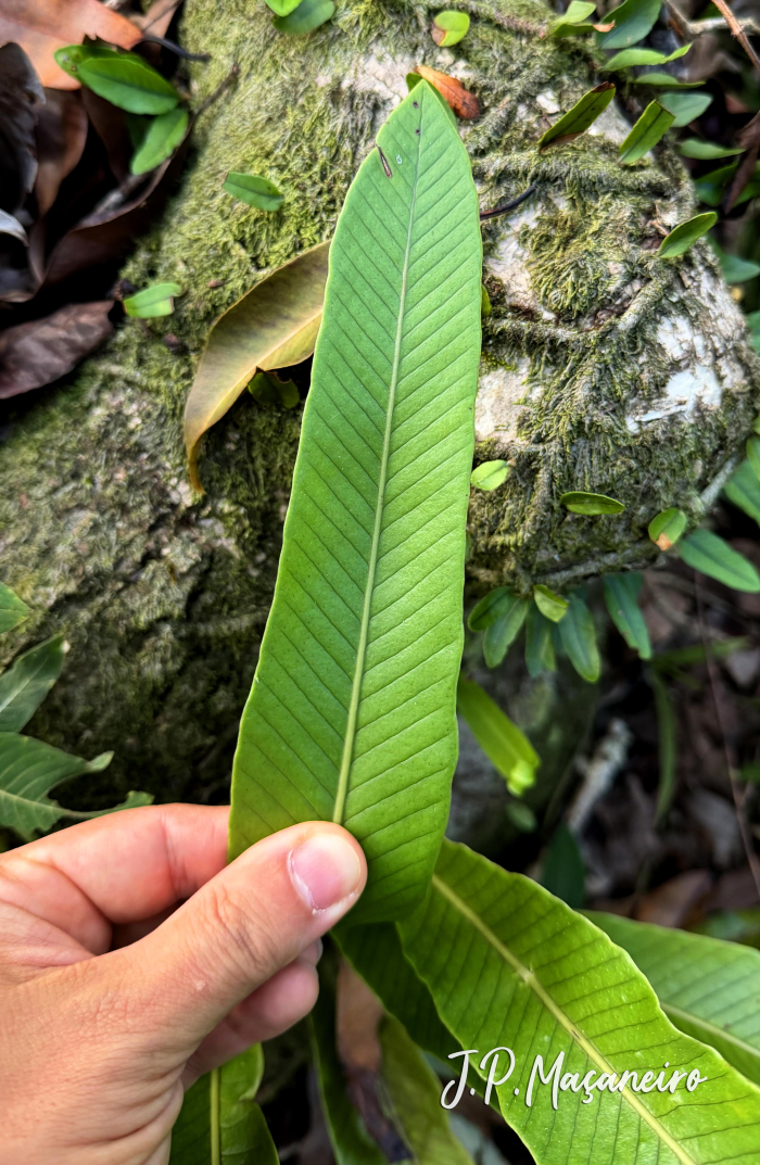 Niphidium crassifolium