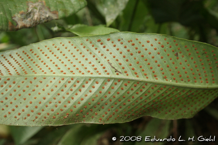 Niphidium crassifolium