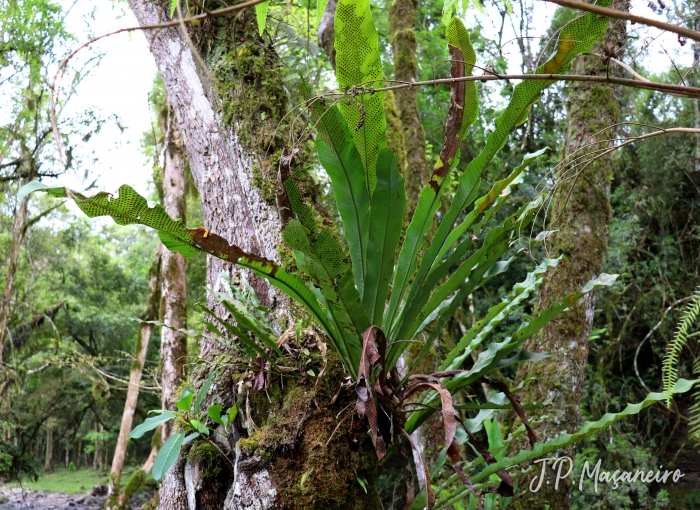 Niphidium crassifolium