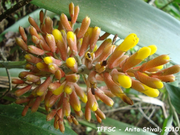 Aechmea caudata