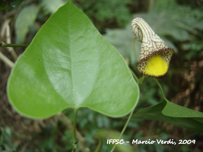 Aristolochia triangularis