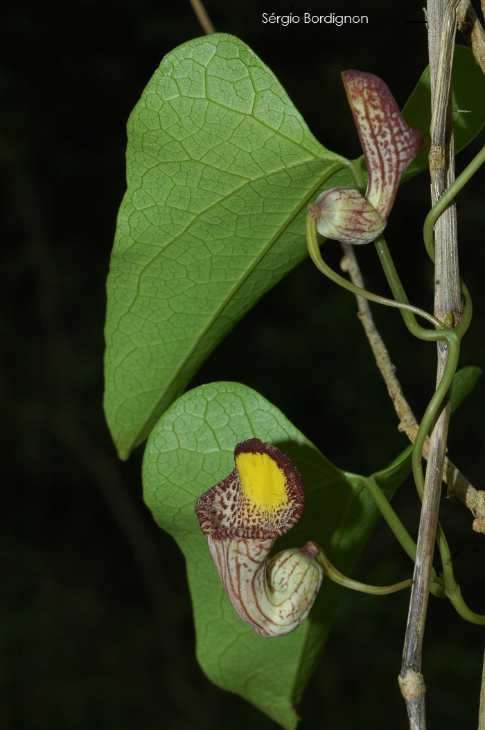 Aristolochia triangularis