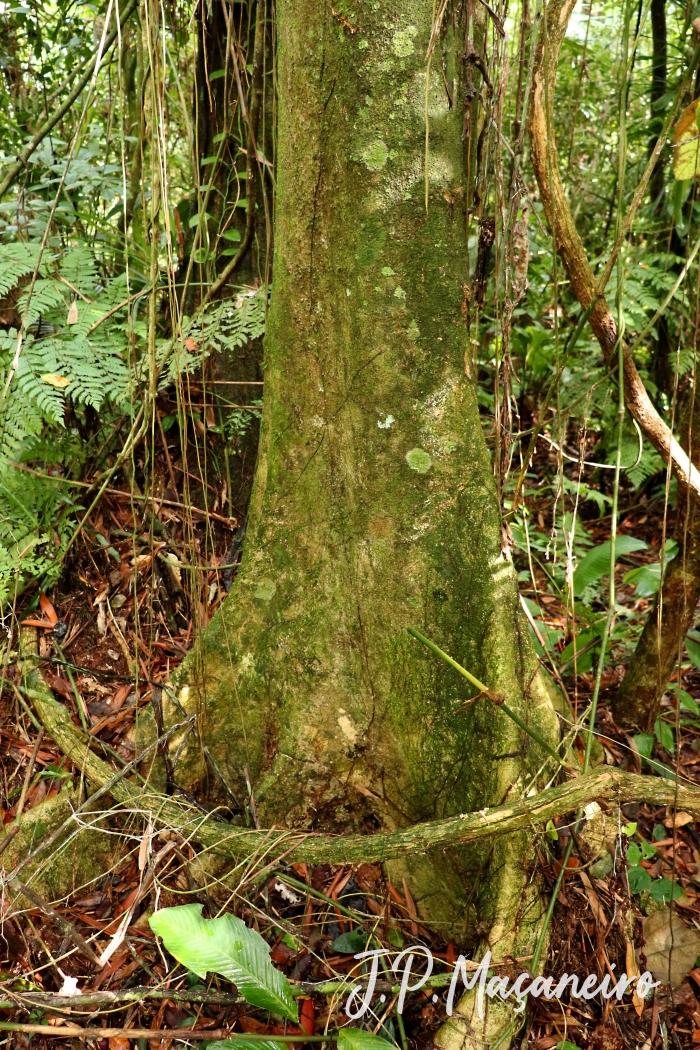 Pterocarpus violaceus