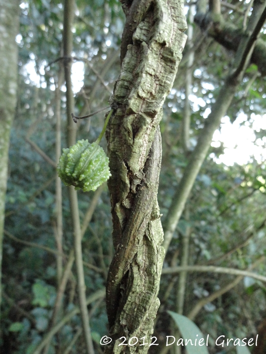 Aristolochia triangularis