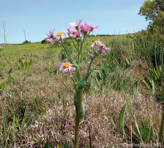 Senecio icoglossus