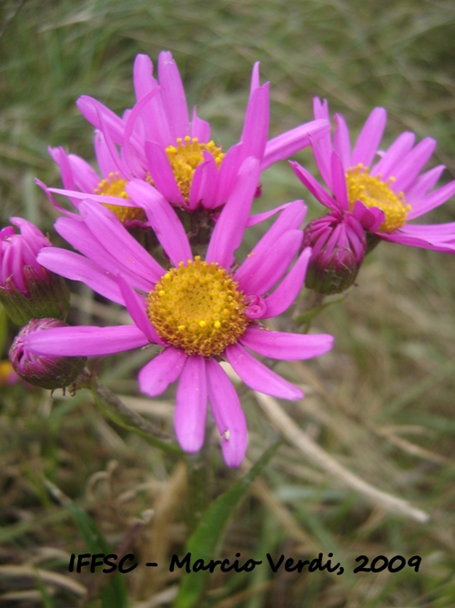 Senecio pulcher