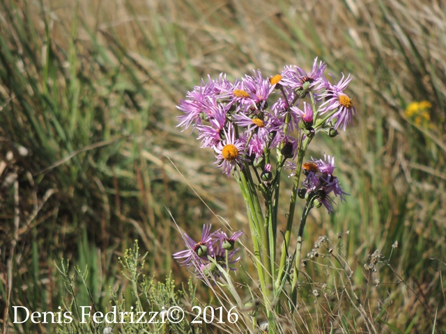 Senecio icoglossus