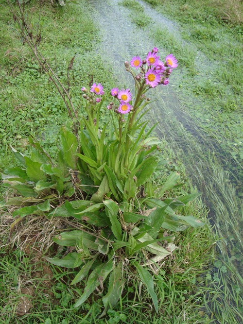 Senecio icoglossus