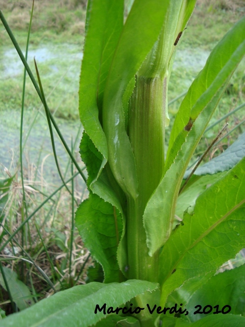 Senecio icoglossus