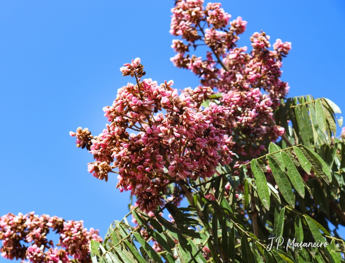 Andira fraxinifolia