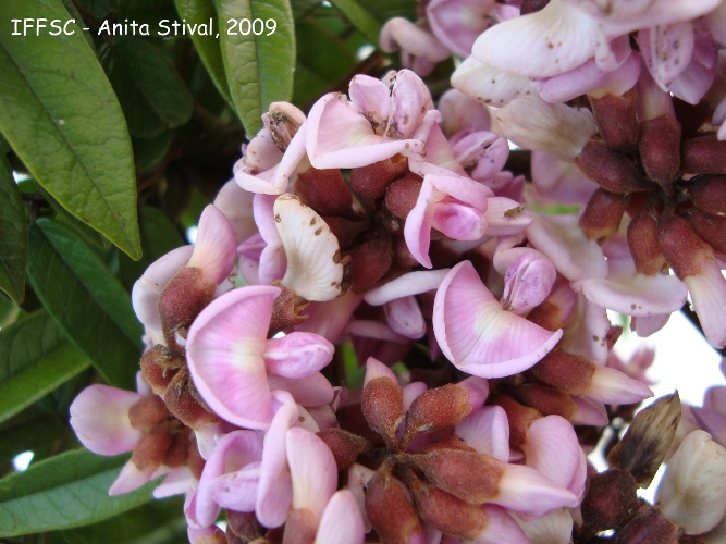 Andira fraxinifolia