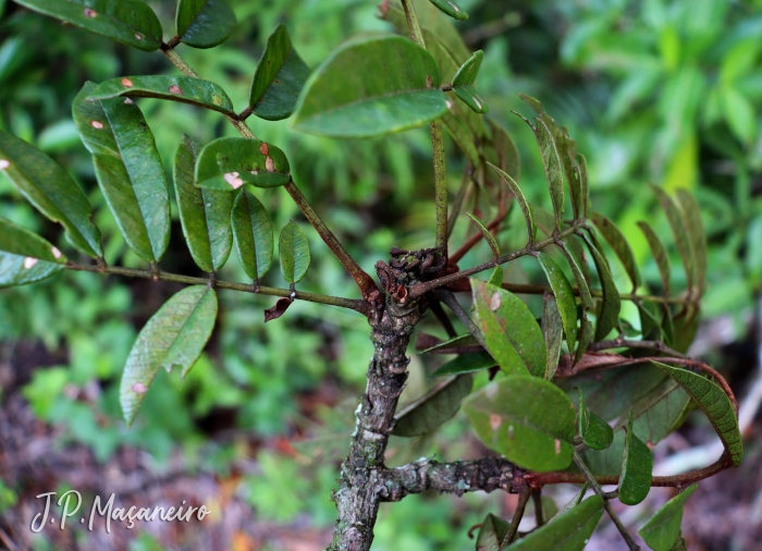 Andira fraxinifolia