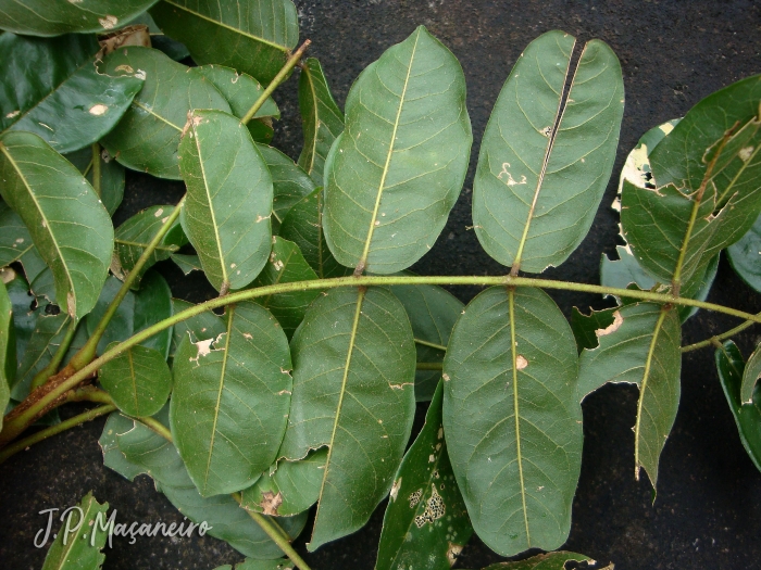 Andira fraxinifolia