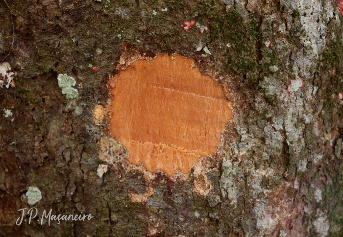 Andira fraxinifolia