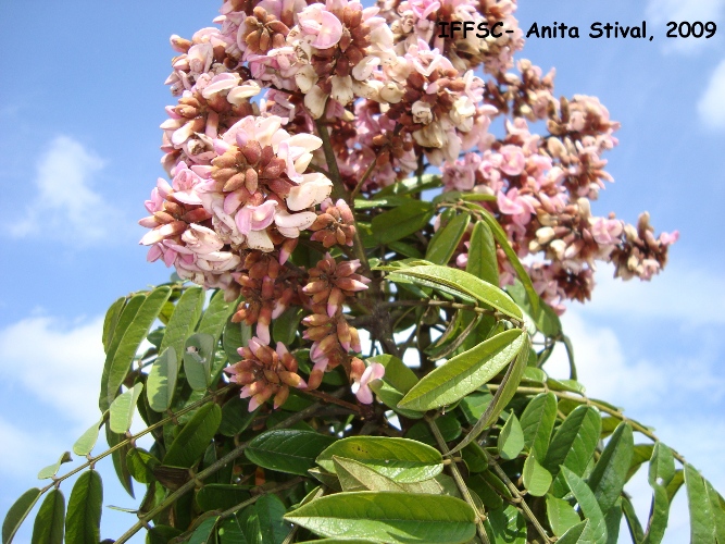 Andira fraxinifolia