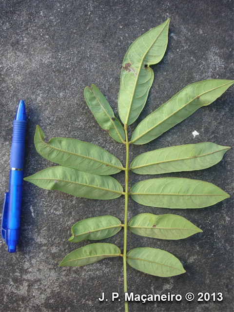 Andira fraxinifolia