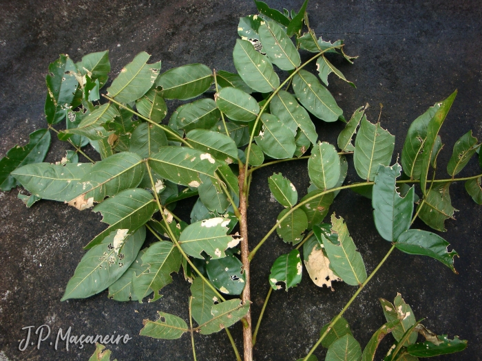 Andira fraxinifolia