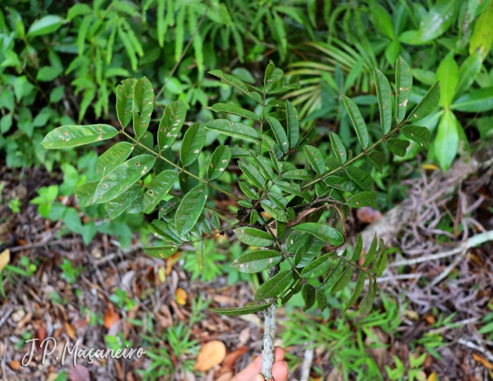 Andira fraxinifolia