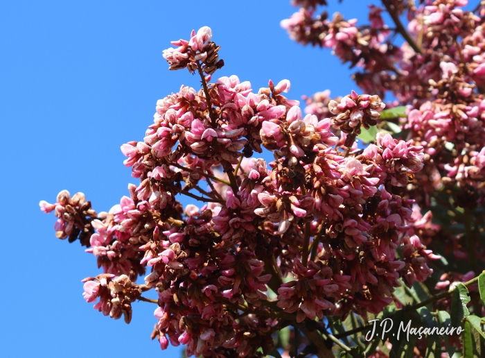 Andira fraxinifolia