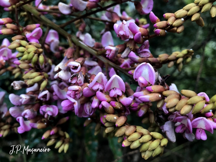 Andira fraxinifolia