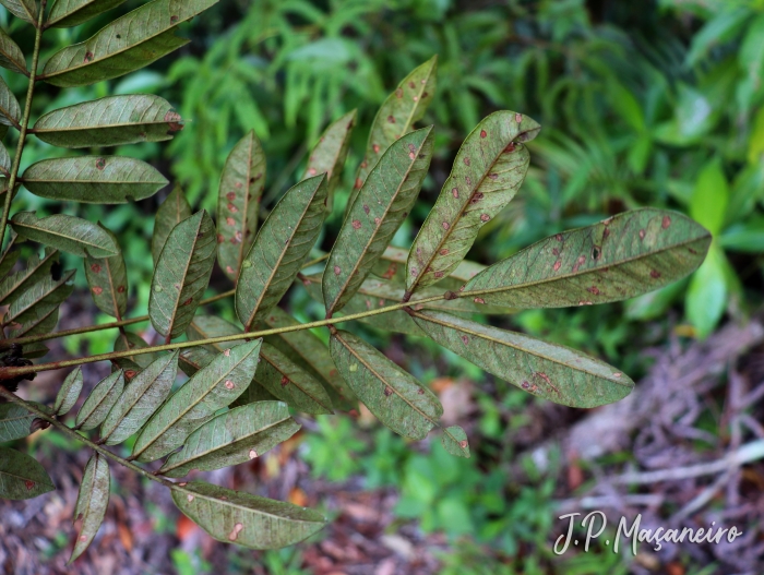 Andira fraxinifolia