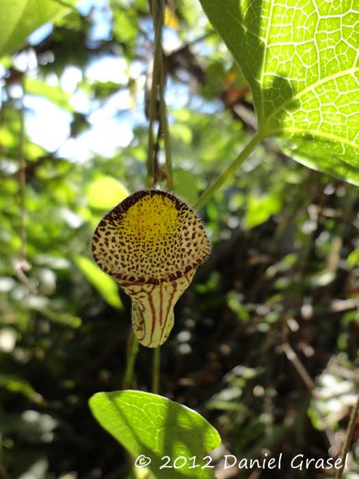 Aristolochia triangularis