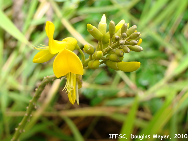 Sophora tomentosa