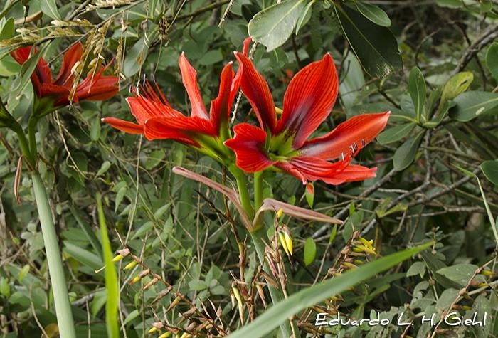 Hippeastrum aulicum