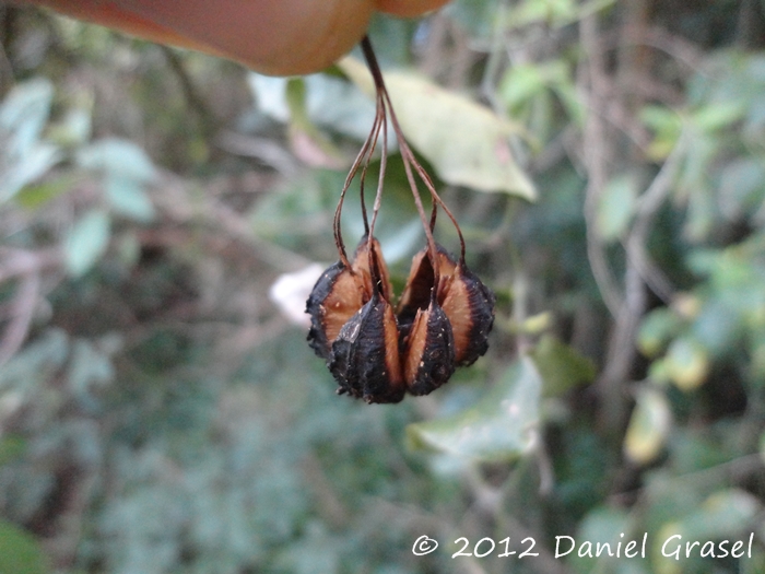 Aristolochia triangularis