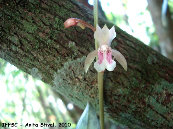 Oeceoclades maculata