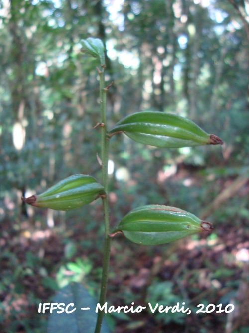 Oeceoclades maculata