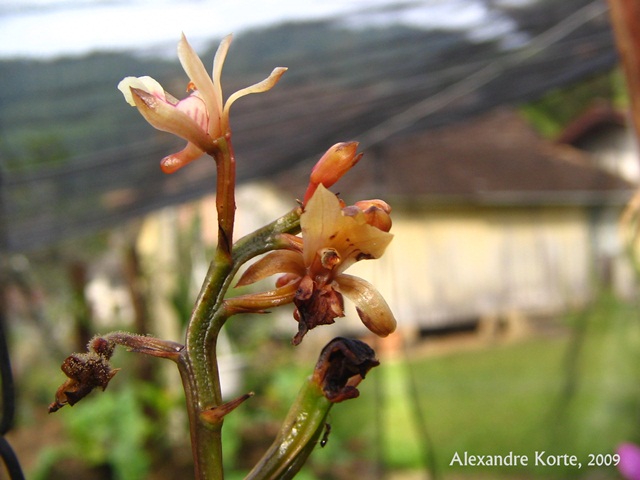 Oeceoclades maculata