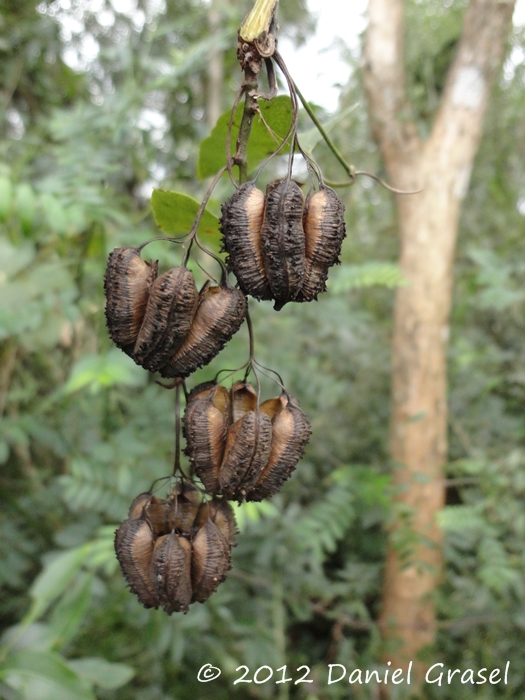 Aristolochia triangularis