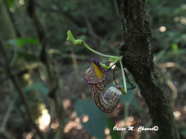 Aristolochia triangularis