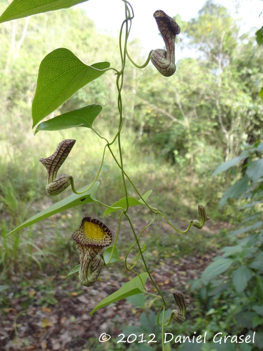 Aristolochia triangularis