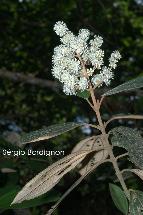 Miconia cinerascens