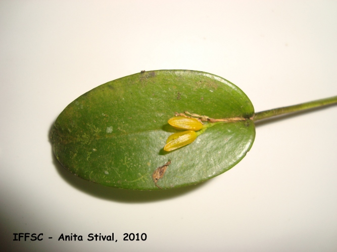 Acianthera luteola