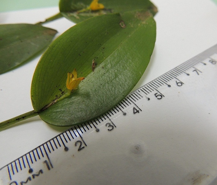Acianthera luteola