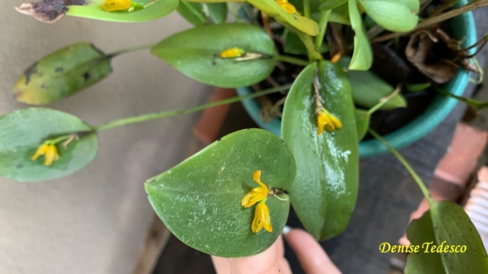 Acianthera luteola
