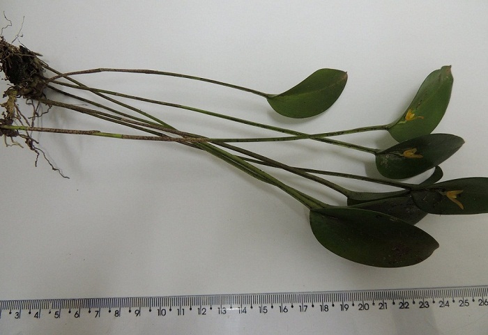 Acianthera luteola