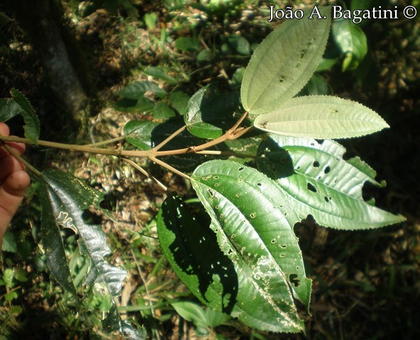 Miconia cinerascens