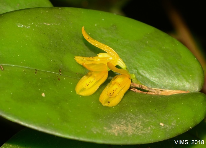 Acianthera luteola