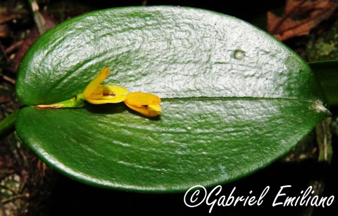 Acianthera luteola