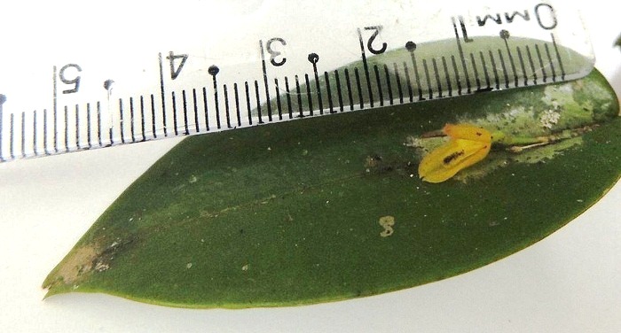 Acianthera luteola